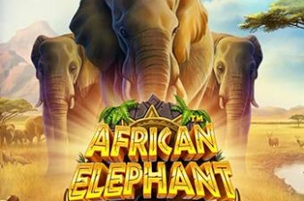 African Elephant